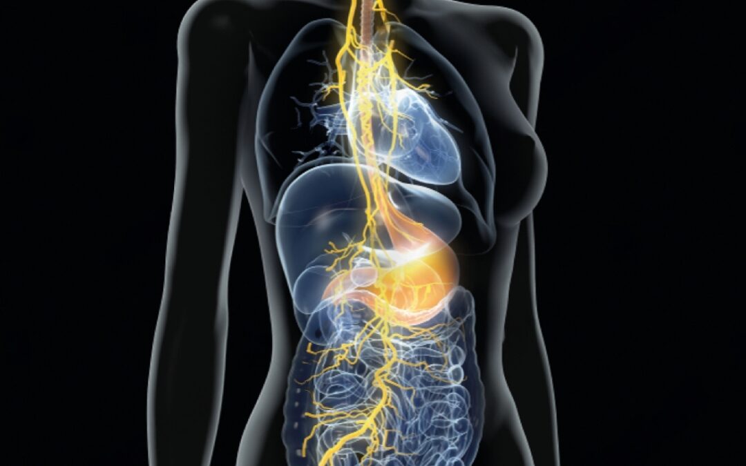 The Heart and Mind Connection: The Influence of the Vagus Nerve